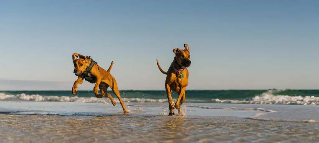 Two dogs running along the coastline at the beach.