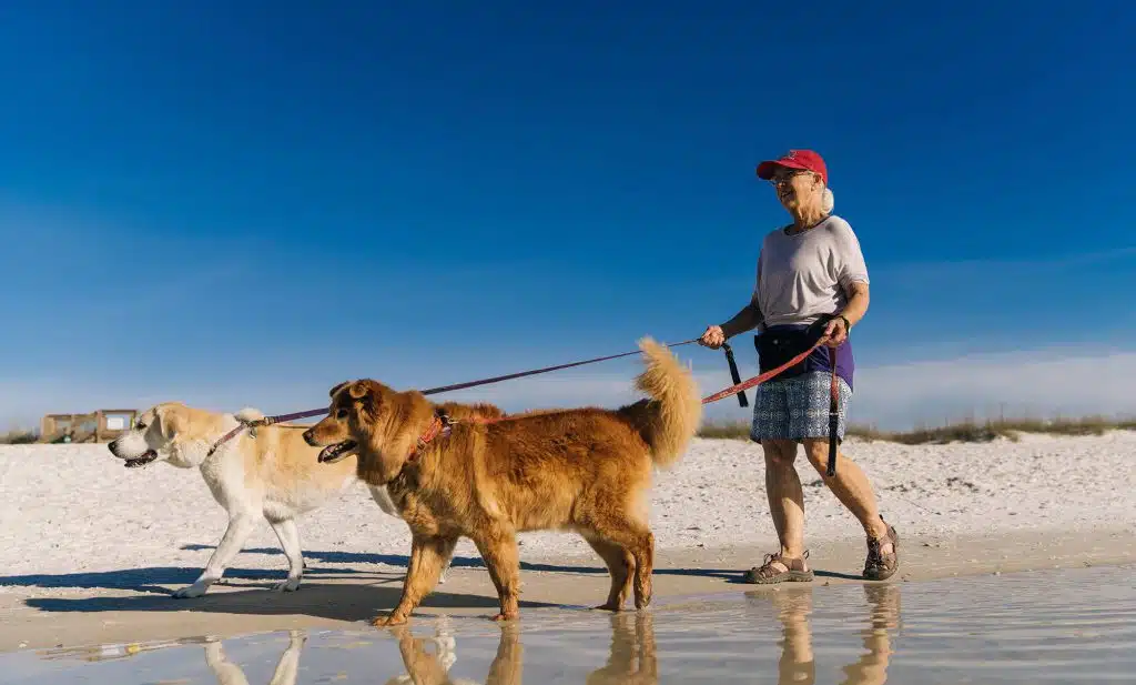 Walking dogs on the beach in Pensacola Beach, Florida.