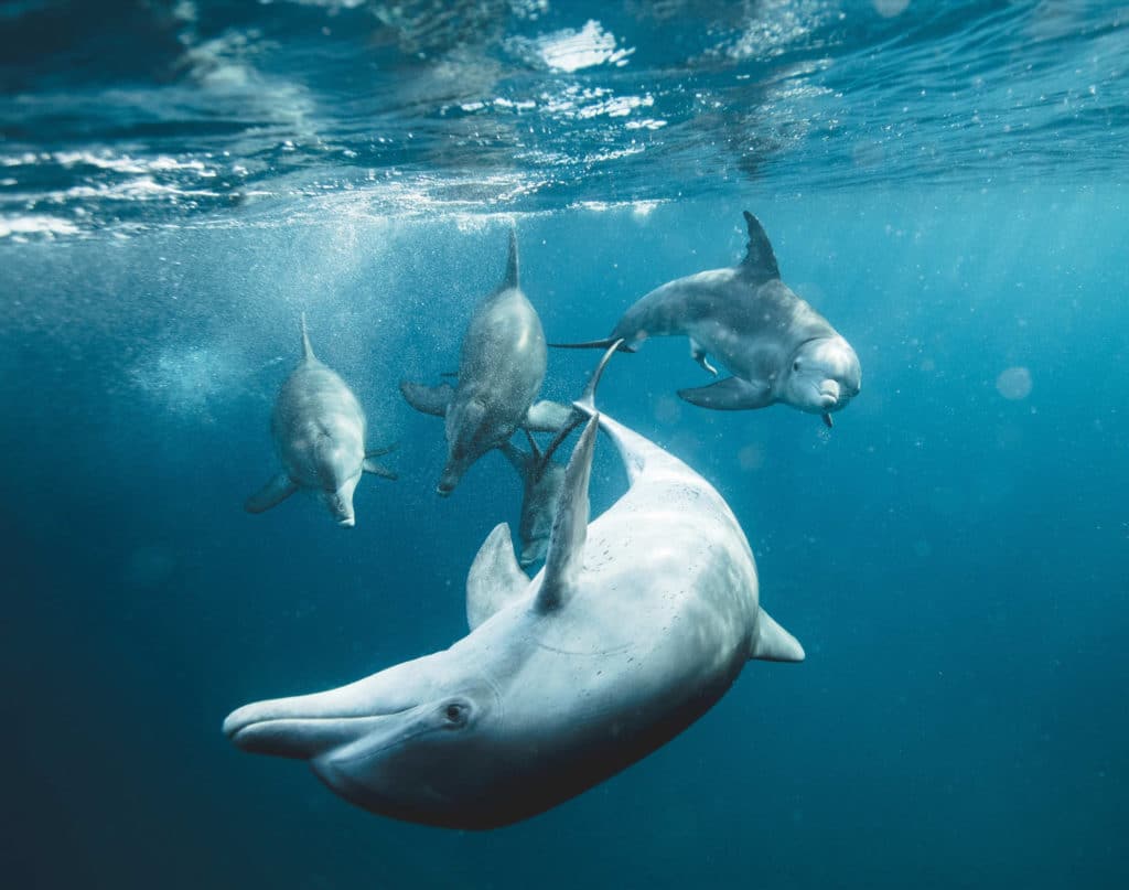 Tours & Activities on Pensacola Beach