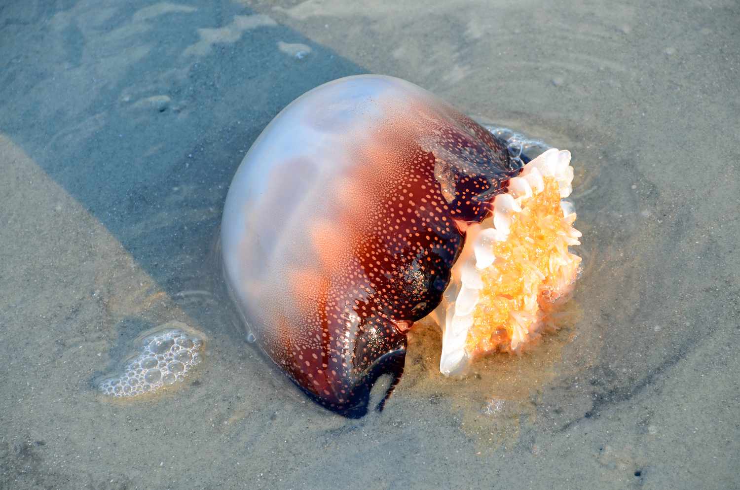 Cannball_Jellyfish