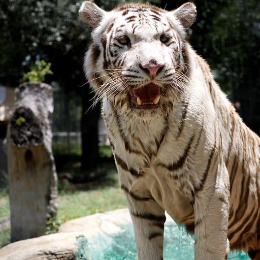 White tiger exhibit at Gulf Breeze Zoo near Pensacola Beach.