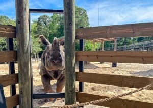 New Rhino Encounter Opens at Gulf Breeze Zoo