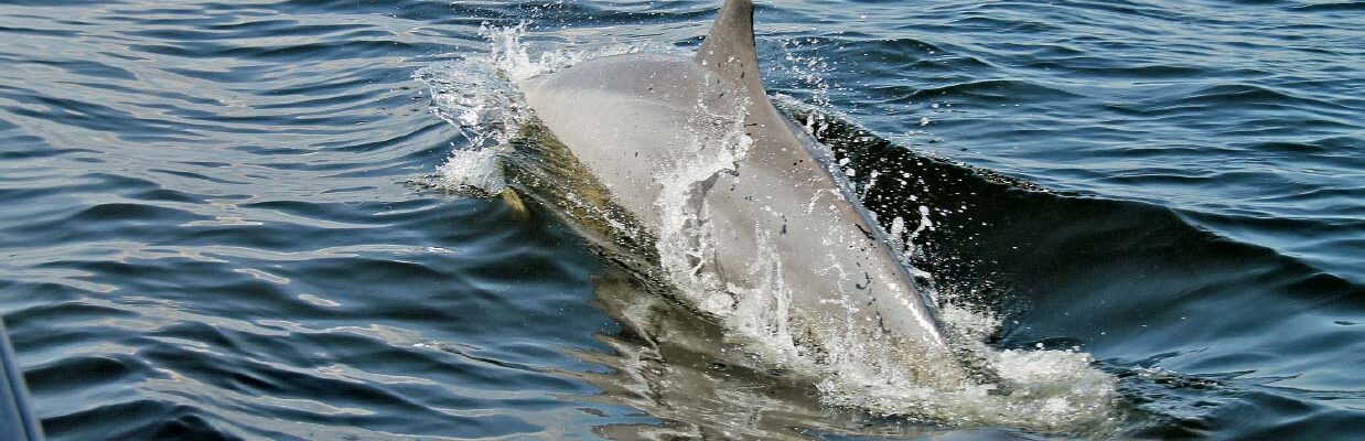 A dolphin swimming along Fort Pickens in Pensacola Beach, Florida.