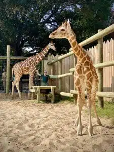 Gulf Breeze Zoo Welcomes New Giraffe Calf
