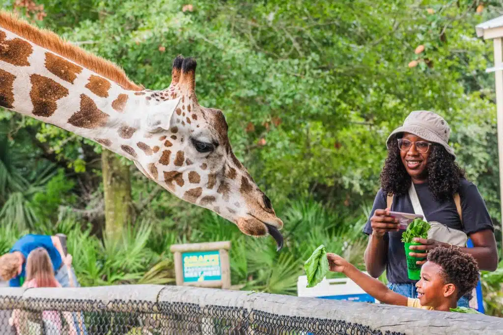 Visitors feeding giraffes at the Gulf Breeze Zoo.