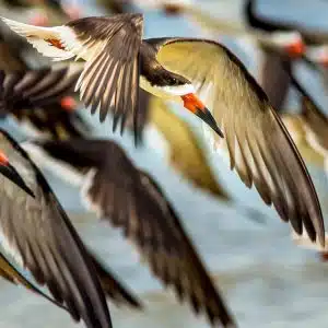 Birdwatching Bliss: Exploring Avian Wonders in Pensacola Beach