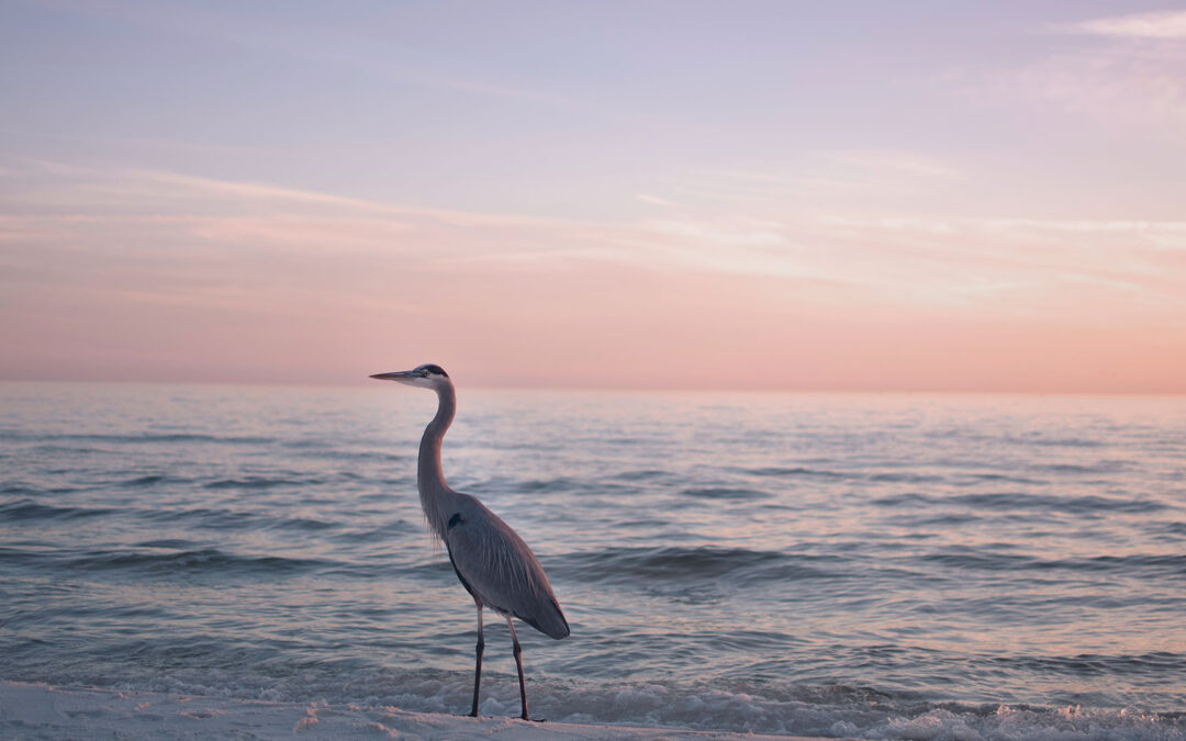 Birdwatching Bliss: Exploring Avian Wonders in Pensacola Beach