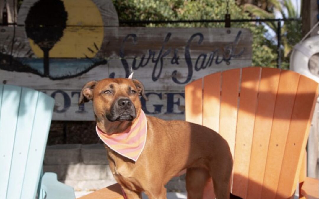 5 Dog-Friendly Restaurants on Pensacola Beach