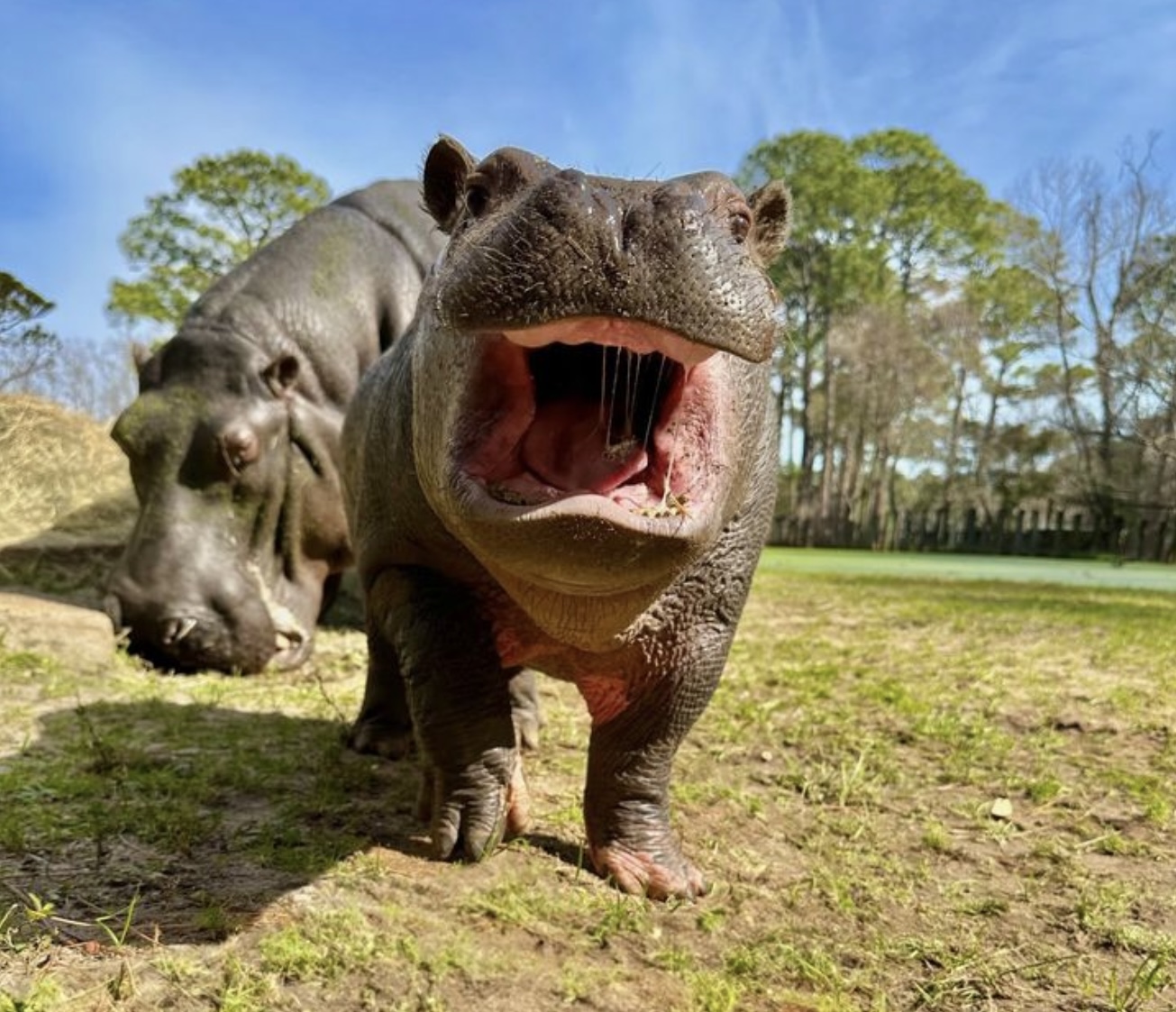 ViaGulfBreezeZoo
