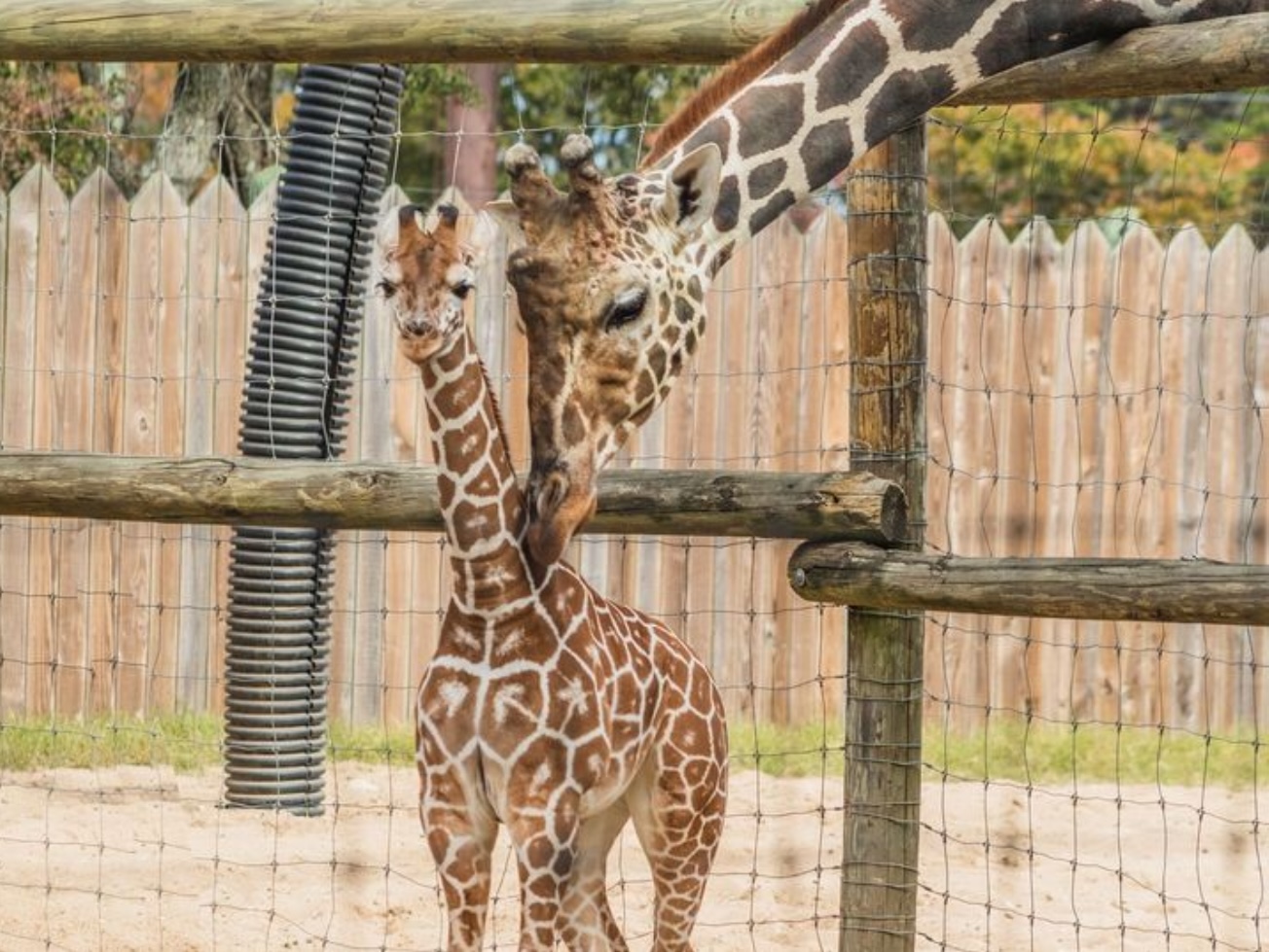 ViaTheGulfBreezeZoo