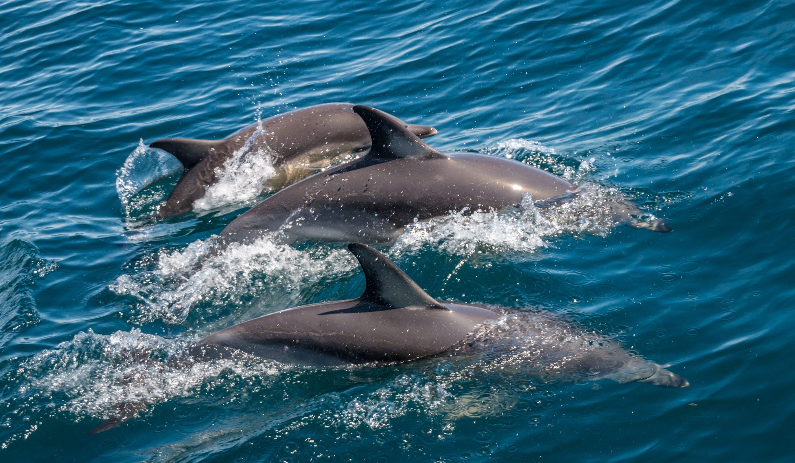 Dolphin Cruise